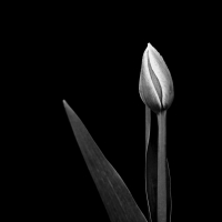 Young Tulip